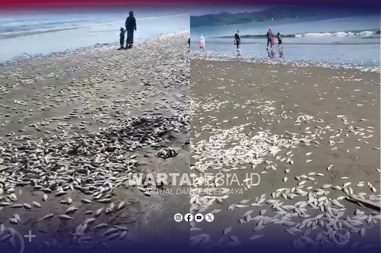 Ribuan Ikan Terdampar di Pantai Kota Buol, Warga Dikejutkan Fenomena Tak Biasa