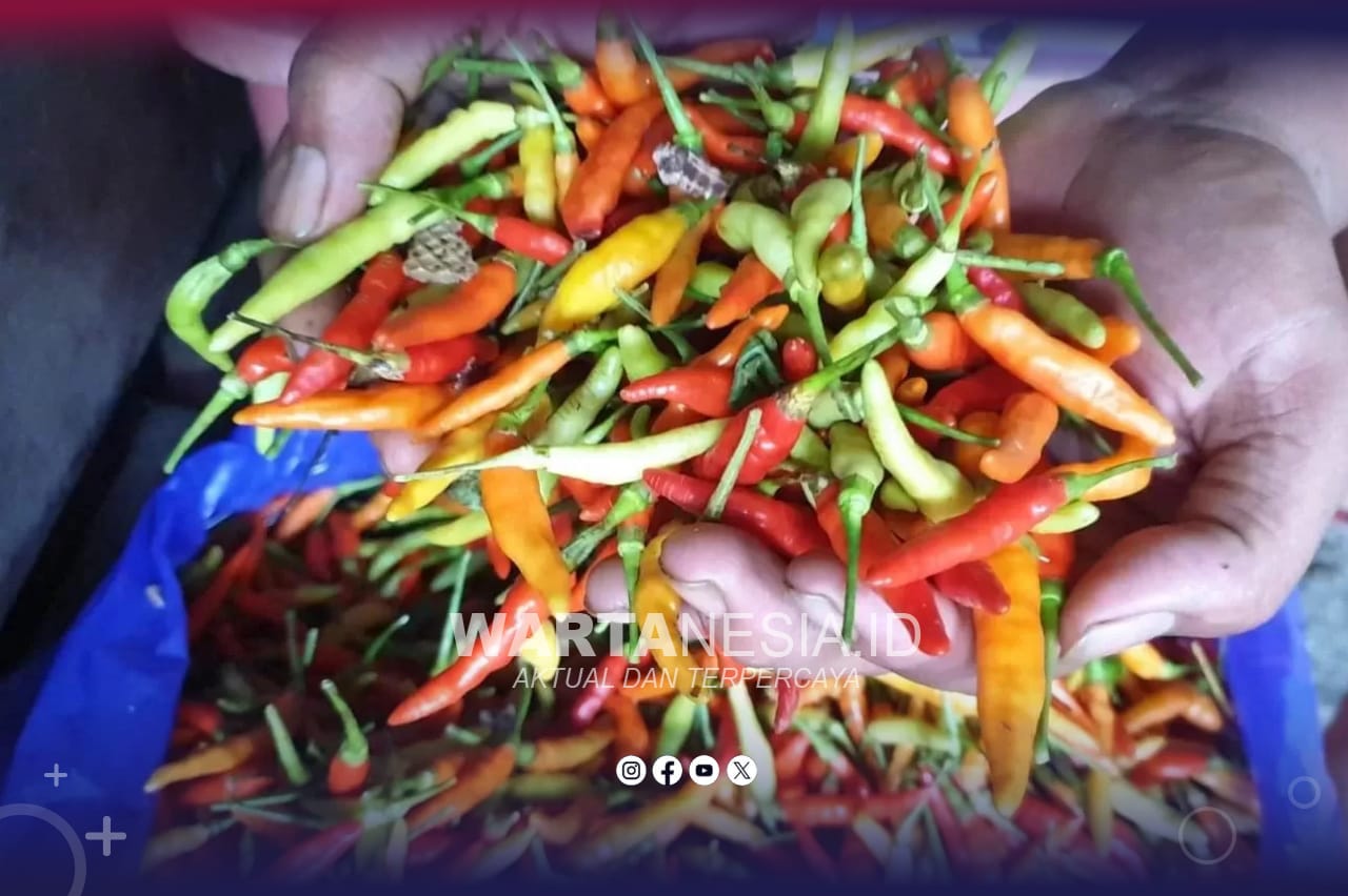 Cabai rawit (istimewa)