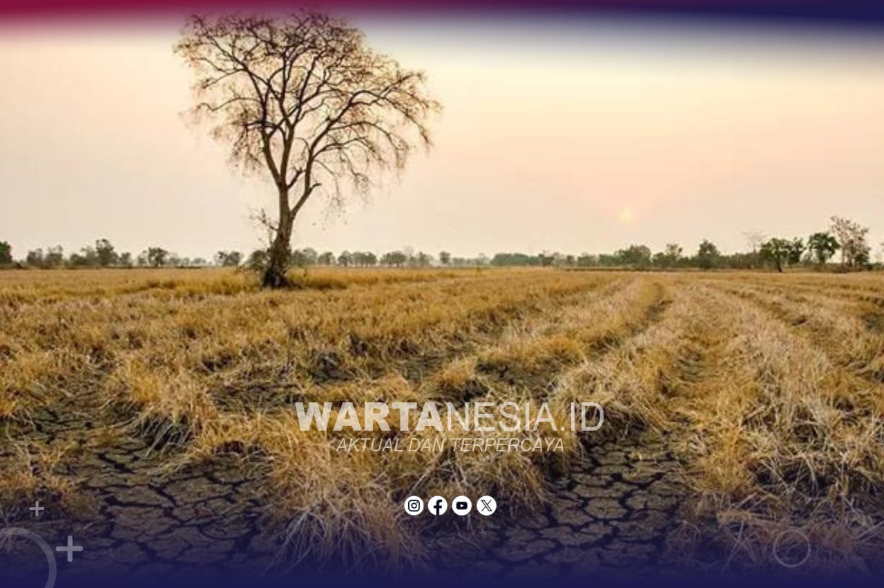 Ilustrasi: musim kemarau di Indonesia (FREEPIK)