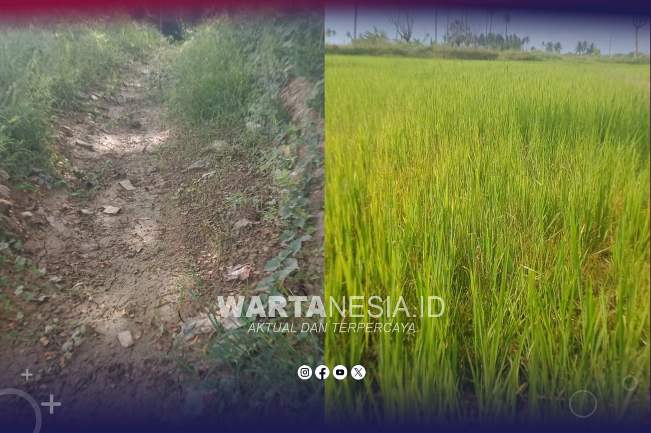 Kondisi irigasi di Molosipat, Kecamatan Popayato Barat, Pohuwato, membuat petani terancam gagal tanam. (Istimewa)