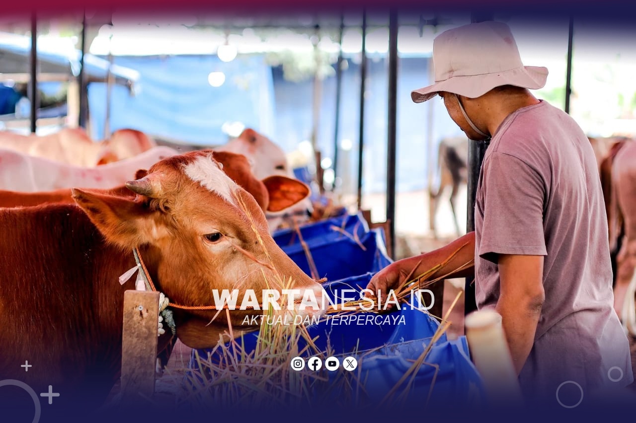Foto hewan qurban (canva.com)