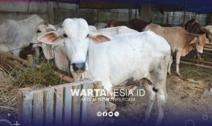 Sapi qurban. (Istimewa) Sapi qurban. (Istimewa)