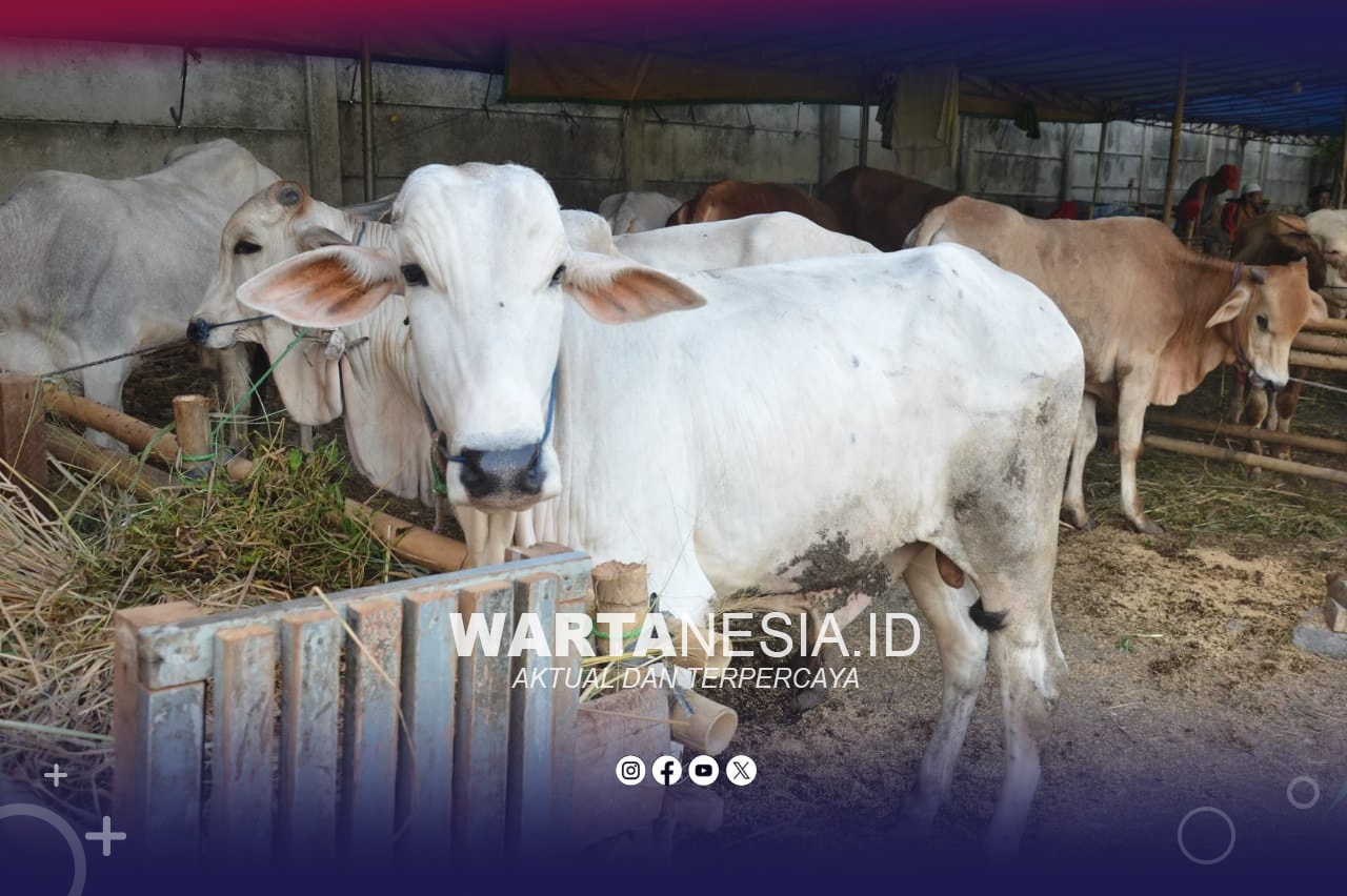 Sapi qurban. (Istimewa)