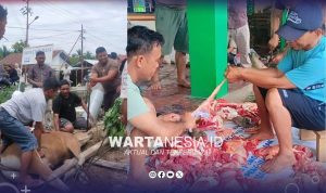 Kompaknya Warga Taluduyunu Utara, Sembelih 29 Sapi pada Iduladha 20206. (Istimewa) Kompaknya Warga Taluduyunu Utara, Sembelih 29 Sapi pada Iduladha 20206. (Istimewa)