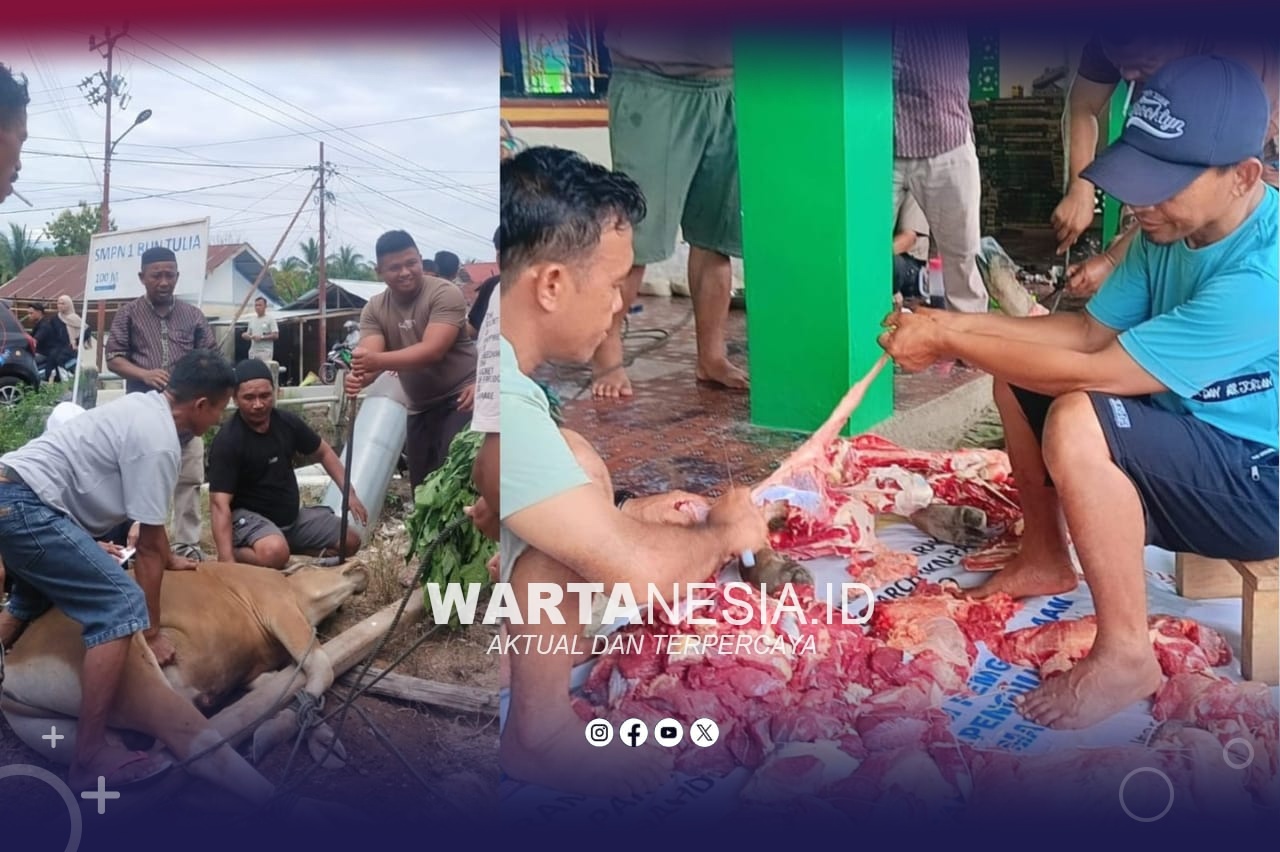 Kompaknya Warga Taluduyunu Utara, Sembelih 29 Sapi pada Iduladha 20206. (Istimewa)