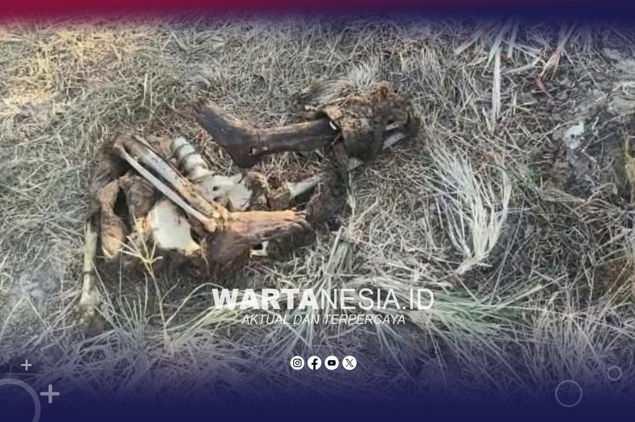 Tengkorak manusia ditemukan oleh penebang tebu di Bongo Tua, Boalemo. (Istimewa)