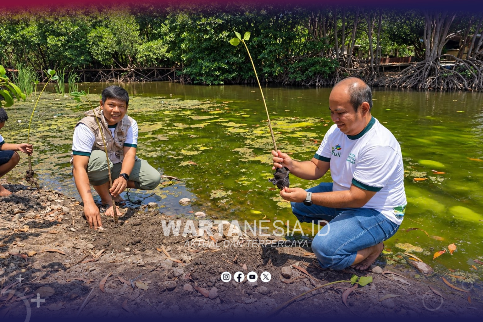 PLN Kembangkan Ekowisata Mangrove Padak Guar lewat 5.000 Bibit PLN Kembangkan Ekowisata Mangrove Padak Guar lewat 5.000 Bibit